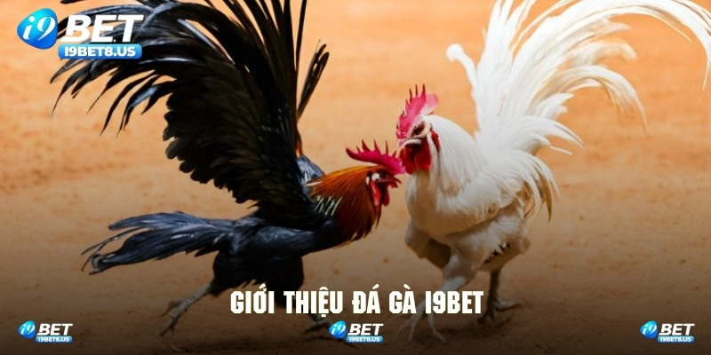 Tổng quan điểm đến đá gà I9BET cực nổi tiếng
