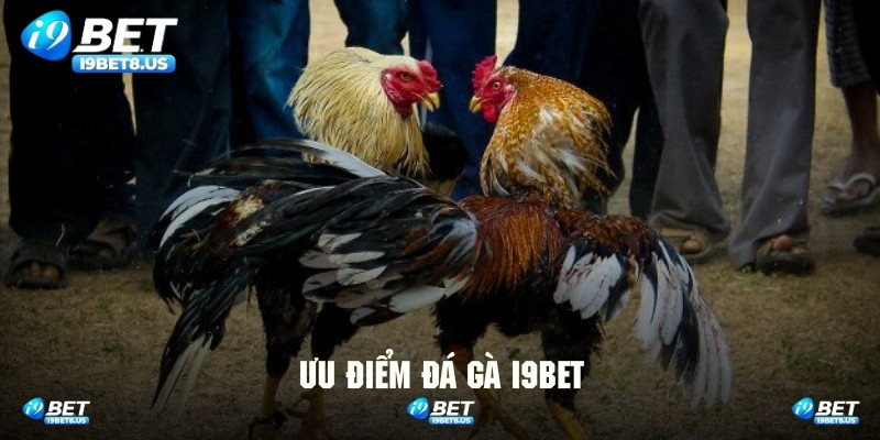 Review chân thật về những ưu điểm của sảnh đá gà I9BET